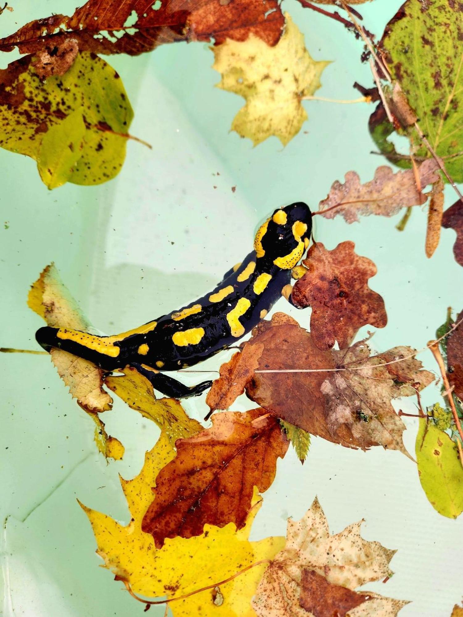 Villa Castel Maison-Table D'Hotes & Jardin-Refuge De Biodiversite Rillieux-la-Pape 外观 照片